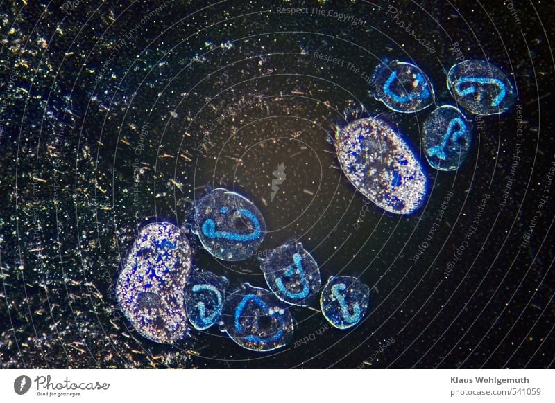 Microphotograph at approx. 200x magnification, ciliates ( white inclusions ) and bell-shaped animals can be seen. The intestine? glows bluish in the light of the electron flash and reminds me in its shape of the Ebola virus.   Picture taken in the provisional