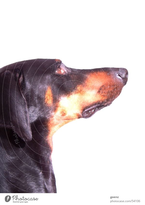 The dog Dog Doberman Dog's head Pelt Looking