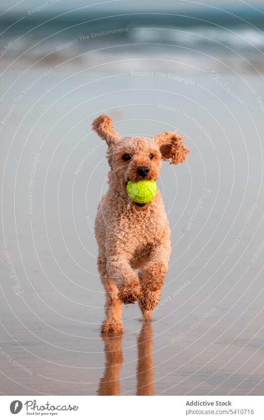 Cute poodle running on wet sandy beach with tennis ball in mouth dog play pet sea animal reflection canine purebred coast wave shore water domestic sunset