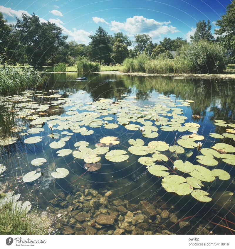 natural wonder Pond Lake Water lily pads Distributed Aquatic plant Deserted Nature Plant Peaceful Idyll leaves be afloat Hover Surface of water Exterior shot