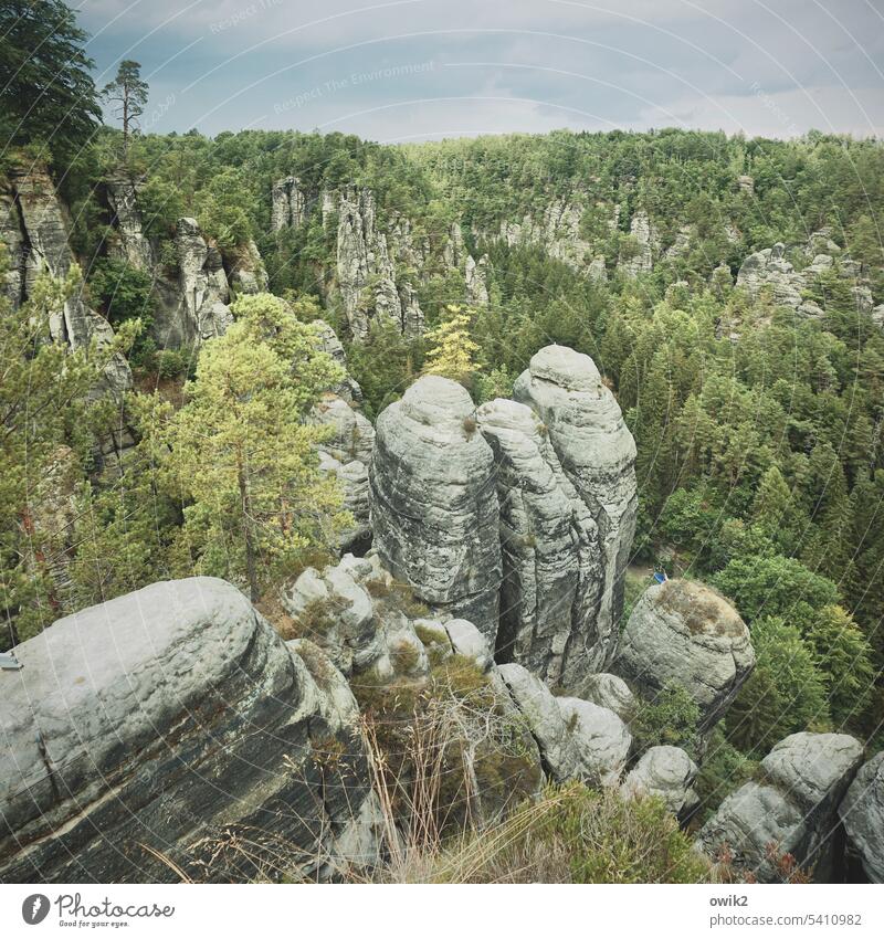 Sandstone lump Elbsandstone mountains Idyll Bastei Deserted Exterior shot Wall of rock Massive farsightedness destination Eastern Germany wildly romantic trees