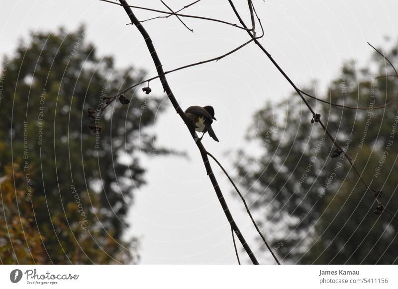 A bird on a branch African jungle birds Bird's-eye view birdwatching Tree