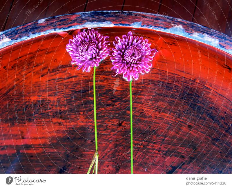 Purple flowers floating in red bowl with water purple flowers Violet blossoms fragrant flowers Meditation Wellness Perfume Aromatic Cosmetics naturally