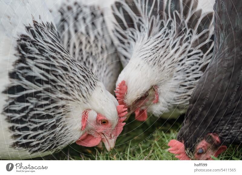 Close up of some Sundheim chickens pecking on green meadow Slender-billed Scrub Fowl Sundheimer hen Meadow Poultry Gamefowl Free-roaming Free-range rearing