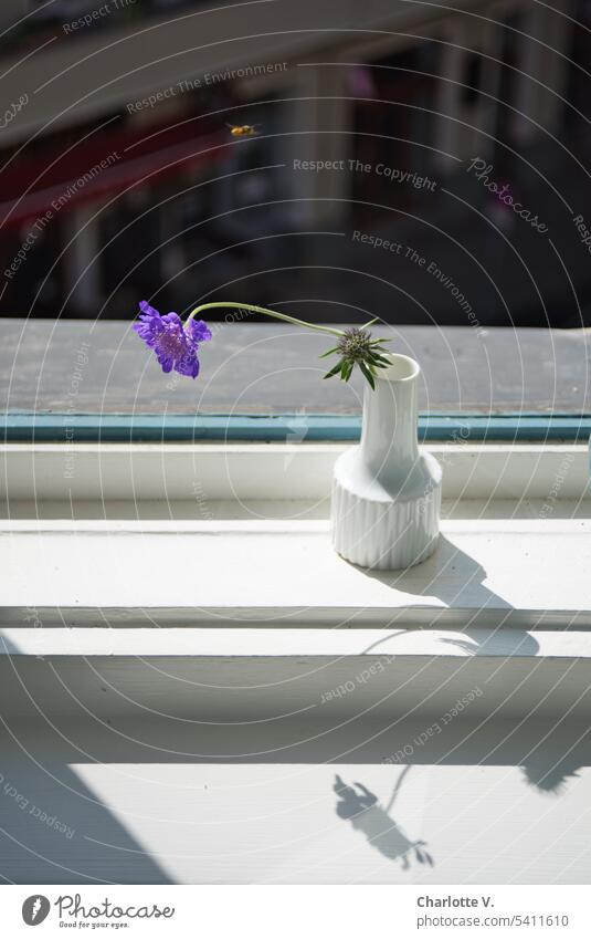 Perennial | flower arrangements with shadowing Flower arrangement with shadow shadow cast Shadow play Light Light and shadow light-dark contrast Vase