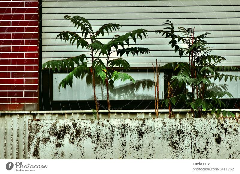 Goddess trees conquer the vacant... tree of the gods crumbling decay Structures and shapes slabs urban Gloomy Town Architecture Building Modern Tree