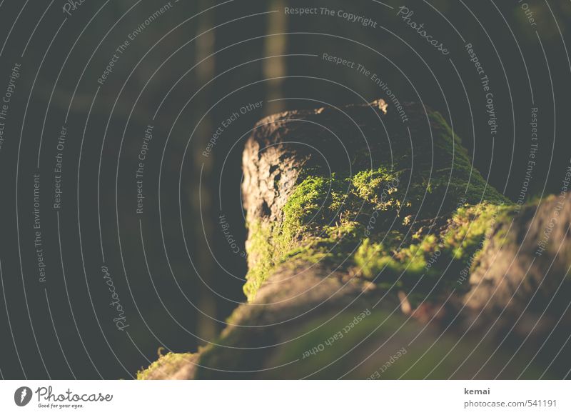 Two-summit tour. Spoiled by the sun. Environment Nature Landscape Plant Autumn Beautiful weather Warmth Tree Moss Tree stump Forest Brown Green Colour photo