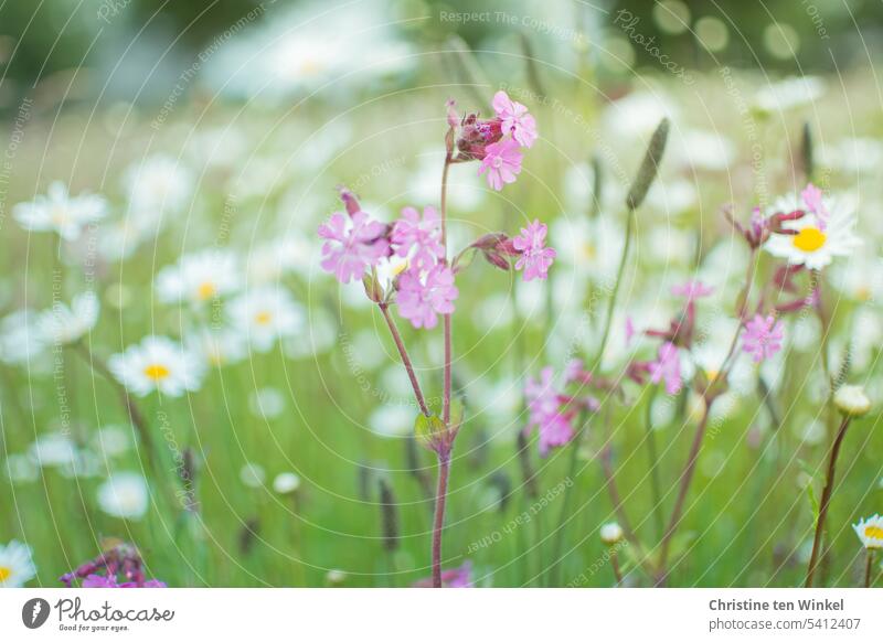 Flower meadow with pink carnations and daisies daisy meadow Light carnations meadow flowers Honey flora Meadow daisies summer meadow Insect repellent