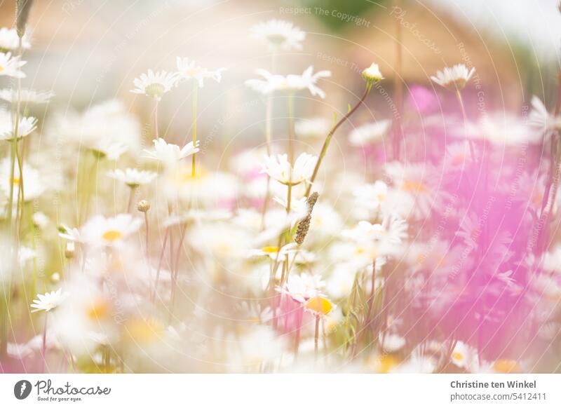 Marguerite Summer daisy meadow marguerites Meadow daisies Meadow flower summer meadow fragrant romantic idyllically meadow flowers especially Delicate