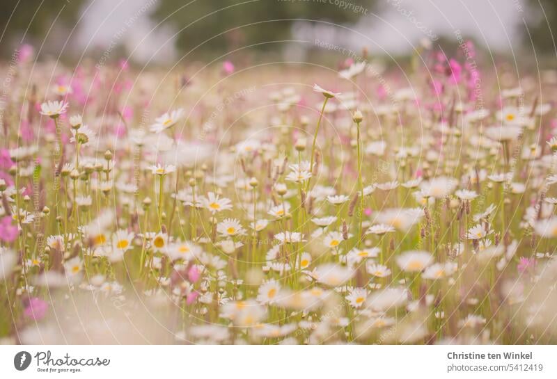 daisy meadow Meadow flower Meadow daisies marguerites idyllically romantic fragrant summer meadow Environmental protection Delicate especially meadow flowers