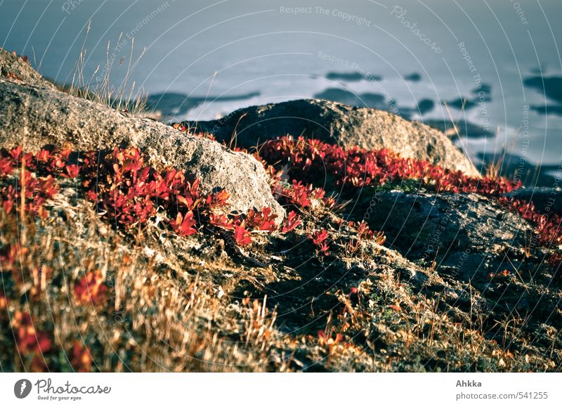 Red ribbon Nature Landscape Plant Drought Grass Moss Wild plant Blueberry Fjord Ocean Exotic Cold Kitsch Moody Esthetic Curiosity Nostalgia Optimism Arrangement