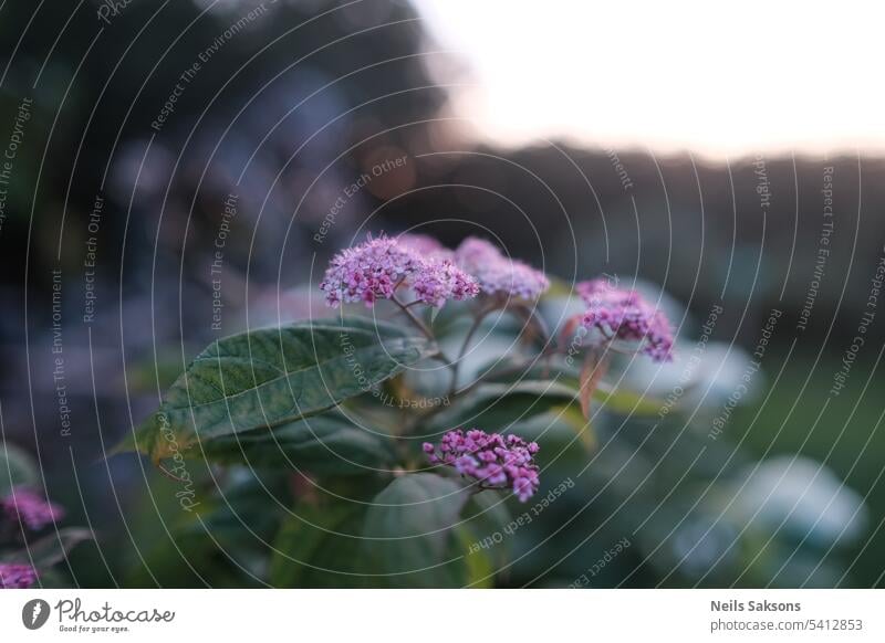 pink garden flowers in sunset light. Spiraea japonica beautiful beautiful flora beautiful flower bloom blooming blossom botanic garden botanical images