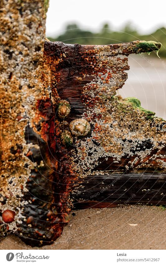 sandy beach wet sand Water wet stones mossy green sea sand Greenhouse brown color brown wood mildew Lost place abandoned place