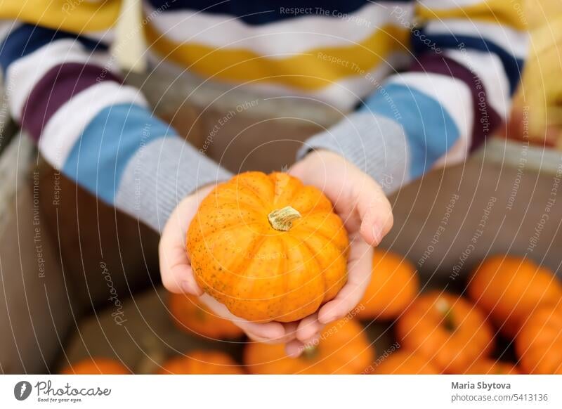 Cute little boy choosing organic pumpkin on agricultural farm at autumn. american halloween Thanksgiving day child bio kid tradition fresh various caucasian