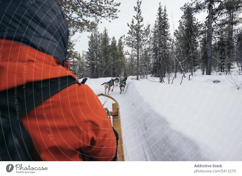 Tourist sledding with husky dogs on snowy terrain tourist person sledge winter nature traveler finland owner lapland animal canine companion mammal purebred