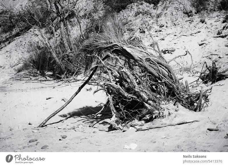 Dead tree roots on the beach abstract art background beautiful black branch coast coastline dead design driftwood dry environment europe forest horizon island