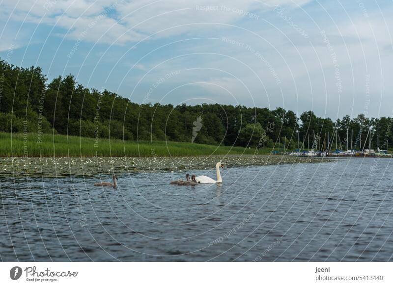 Whims of nature | swan family Nature Related Family & Relations children be afloat swans pretty Together in common Swan Lake Water Elegant Summer Attachment