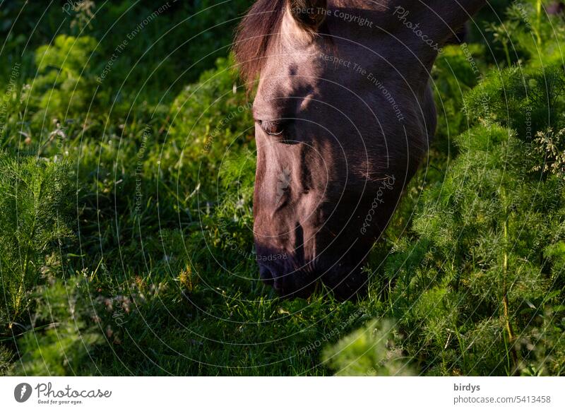 Konik - horse grazing Horse conic Konik horse thoroughbred Horse's head graze Animal portrait Farm animal Animal face Profile Wild Nature Brown morning light