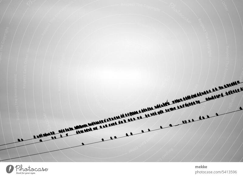 Waiting line for transients Stare birds Flock Flock of birds Freedom Starling Many Flying Electricity pylon power line Sit Row Transmission lines Beaded