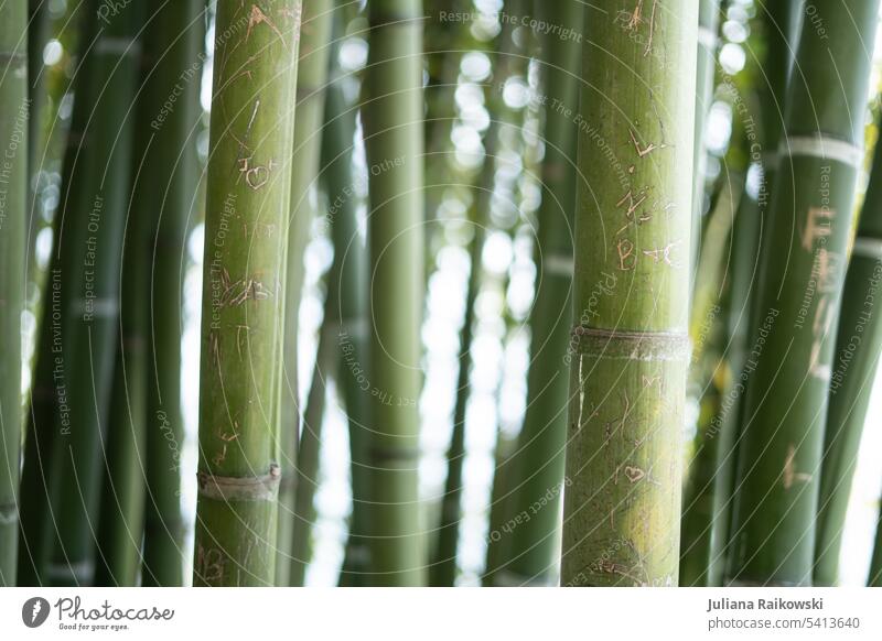 Names and letters carved in bamboo Green naturally Day Environment Nature Colour photo Exterior shot Plant Foliage plant Bamboo Bamboo stick engraved