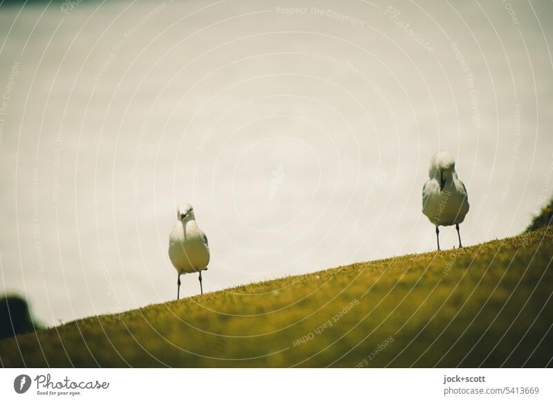 Seagulls on slope birds Nature obliquely blurriness Ocean Animal portrait Neutral Background birdwatching coast Tilt Copy Space top grassy seat Australia