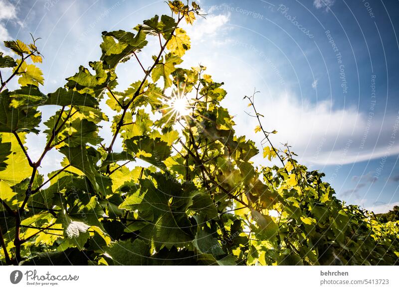 vine leaf Sunbeam Green Beautiful weather Landscape Nature Exterior shot Vine Moselle Rhineland-Palatinate Mosel (wine-growing area) Sky Vineyard Idyll