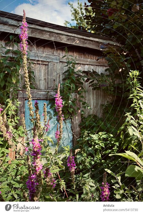 Overgrown wooden shed Woodshed Arbour Garden Feral Nature Summer flowers Bushes Window Glass Sunlight Garden plot Gardenhouse Plant Idyll Calm Hut