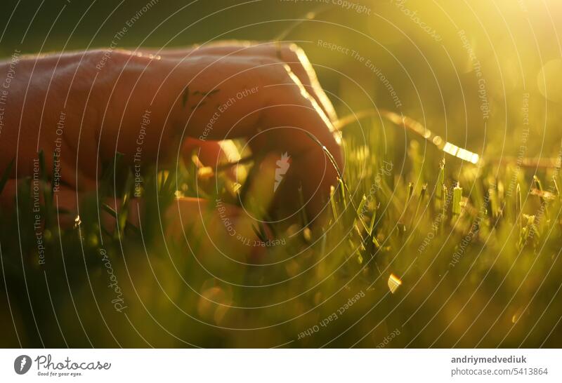 Close up of man fingers touching fresh wet green grass after spring rain or watering, sunlight. Farmer palm stroking cut lawn. Meadow lawn grass covered with big dense dew water drops. Earth Day