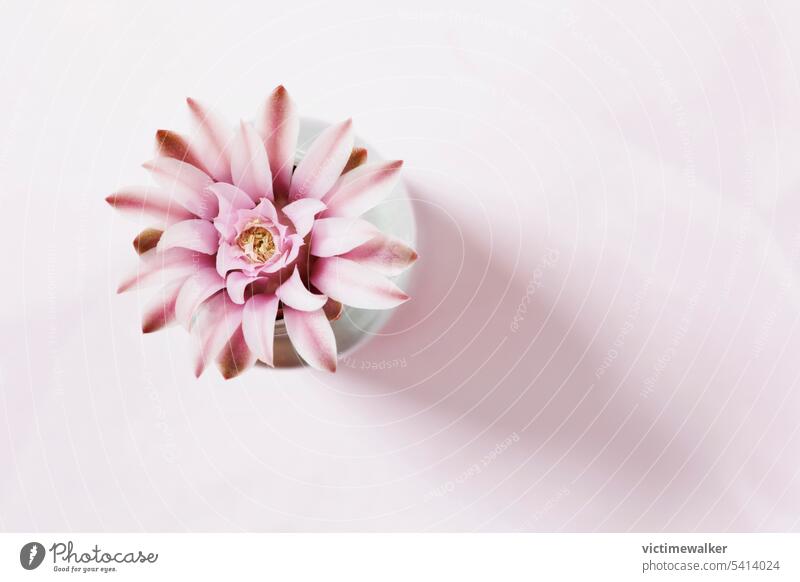 Bright pink flower of gymnocalycium cactus in vase plant nobody top view selective focus studio shot copy space succulent plant flora flowering plant macro