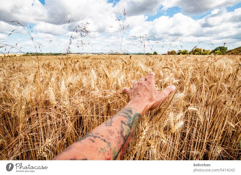 In line Clouds Sky Field Grain Summer Grain field Barley Rye Wheat Oats Agriculture Nature Ear of corn Cornfield Plant Idyll idyllically Agricultural crop