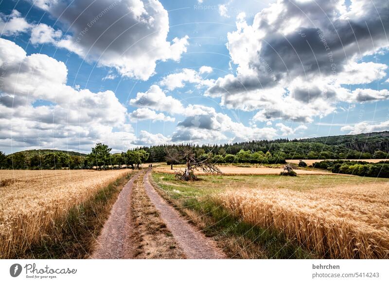 away stories Lanes & trails Grain Field Grain field Summer Agriculture Nature Cornfield Landscape Environment Plant Agricultural crop Clouds Colour photo Sky