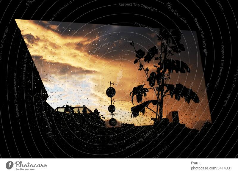 Mallow in front of window Roof Nature Town Colour photo Sky Plant Balcony Summer mauve Roof terrace Flower Window Rain Evening Sunset Clouds raindrops Twilight