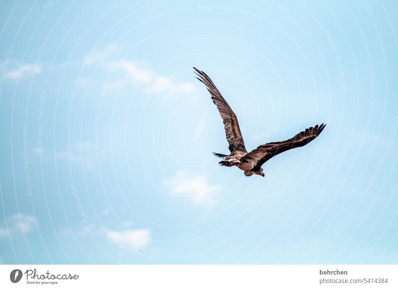 Free as a bird Wilderness etosha national park Etosha Blue sky Impressive Wild animal Exceptional Animal high up Air Exterior shot especially Grand piano