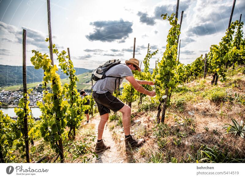 ozapft is Mountain Clouds Beautiful weather Trip Nature Landscape Vine Bunch of grapes Vineyard Sky Colour photo vine Moselle Idyll tranquillity