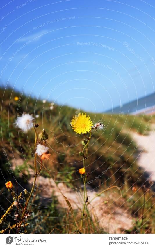 gelbe Blume auf der Düne in Cadzand, Holland Strand Froschperspektive Wolkenloser Himmel blau gras Vegetation Niederlande Urlaubsfoto Sommer sommerlich