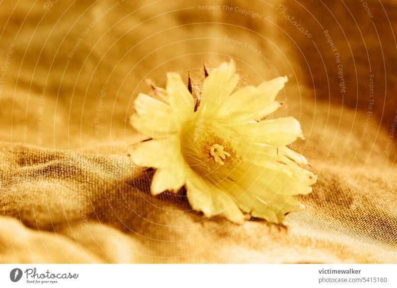 Yellow flower  of cactus  studio shot yellow macro plant echinocactus blossom botany nature succulent flower head inflorescence ornamental plant flowering plant