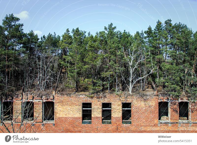 Then the forest continues to grow blithely on the roof of the building Ruin Derelict Nature Manmade structures Empty Old Historic Uninhabited forsake sb./sth.