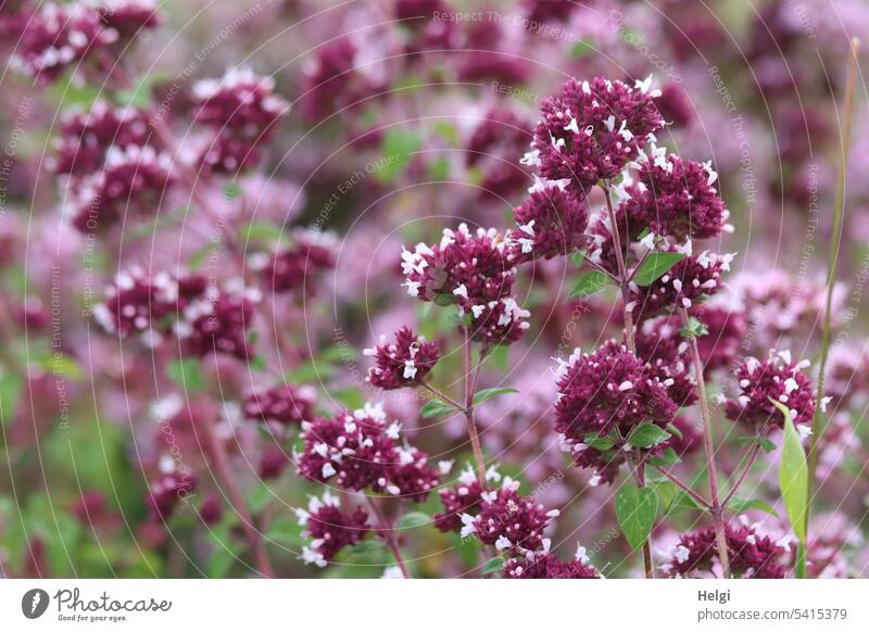 Oregano flowers Blossom Dost old dost Origanum vulgae labiates Muller's weed wild marjoram seasoning aromatic herb herbaceous plant Seasoning medical science