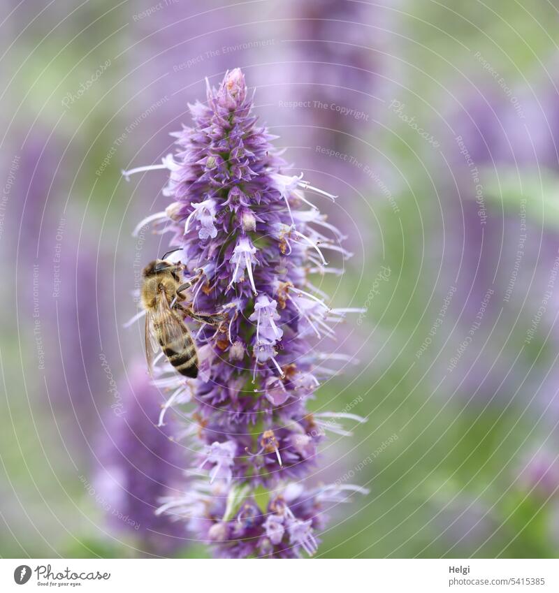 Scented nettle with bee Plant Flower scented nettle Agastache Blossom Bee Insect Honey bee Pollen Nature Summer Animal Nectar Garden Diligent