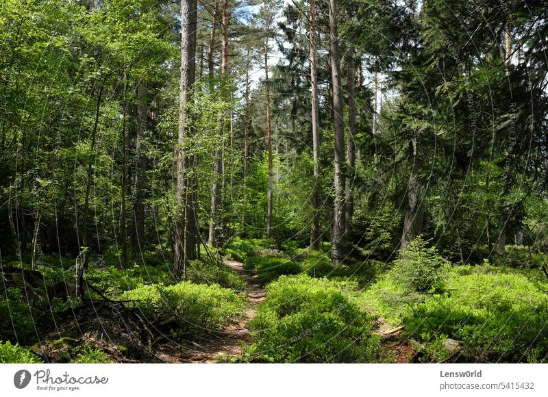 Dense forest in the Eifel region in Germany birch eifel environment foliage germany green hurtgen forest hürtgenwald landscape leaf leaves light nature outdoors