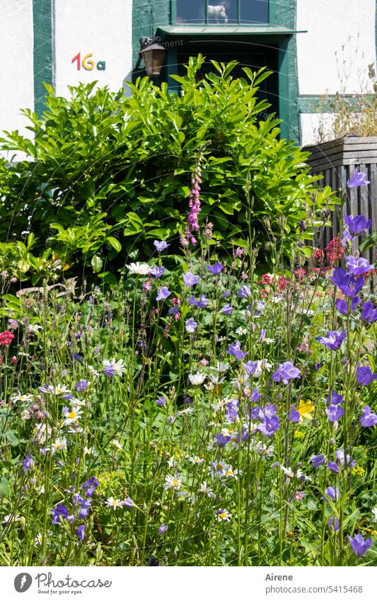 Every day flowers II Garden variegated Flower meadow Meadow Meadow flower Nature Green Blossoming Multicoloured Sunlight Joie de vivre (Vitality) Light green