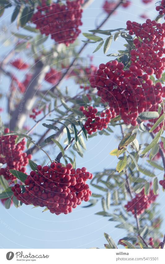 Rowan berries on the tree Rowanberry Mountain ash cranberry quitsche krametsbeere pome fruit growth red berries Autumn Vuchelbeerbaam