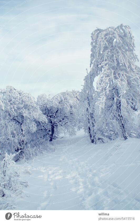 Deeply snow-covered treetops on the highest peak of Hirtstein Winter trees snowy Snow Hoar frost chill Frost Winter's day Winter mood Snow layer Snowscape