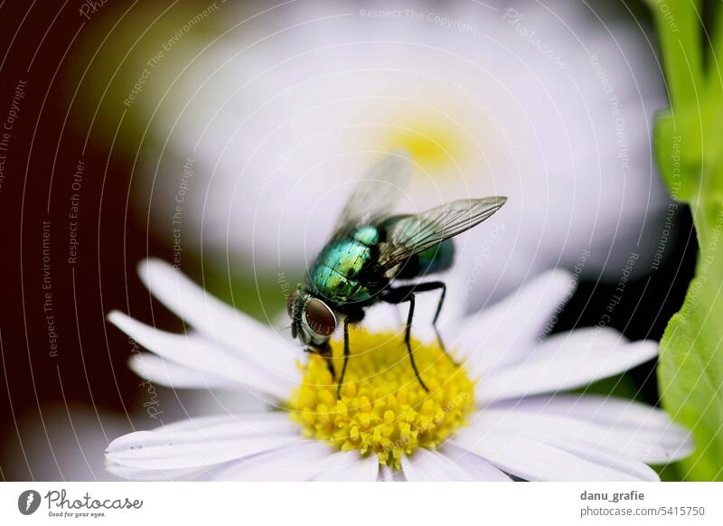 Gold fly / blowfly on a flower Greenbottle fly Blowfly Insect Fly Animal Close-up Macro (Extreme close-up) Detail Grand piano Compound eye Animal portrait