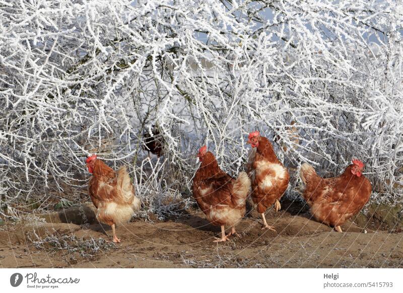 borderline | cold feet - four chickens standing freezing in front of hoarfrost covered bushes Poultry Laying hen hühnerhof out Cold chill Winter Frost