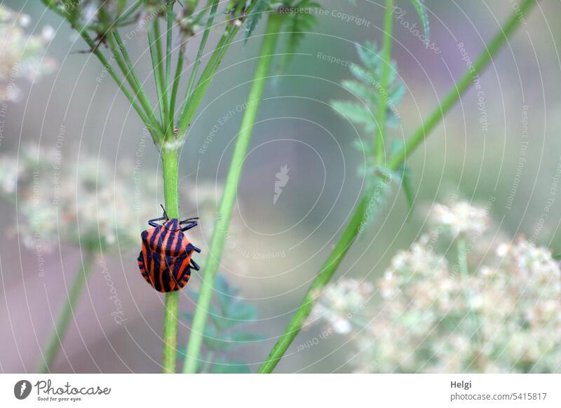 Striped bug on the stem of an umbel plant Bug striped bug Shield bug Graphosoma lineatum vertical strip Plant Apiaceae Animal Insect Nature Close-up