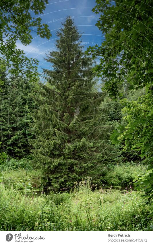 Fir tree at the pond between many deciduous trees .In the foreground grasses and wildflowers above a blue sky with white clouds Landscape Plant Tree Climate