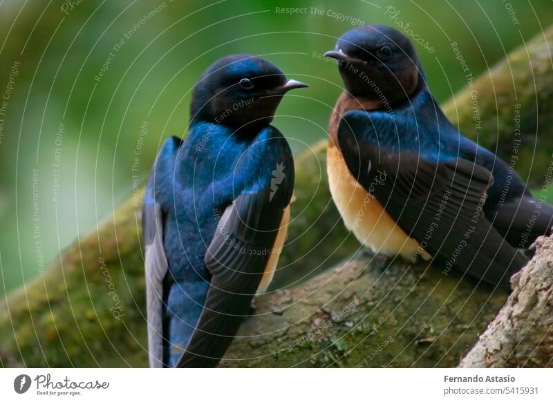 Swallow. Set of swallows. Portrait of a flying swallow in front of a blue background. Bird on a branch of a tree. Bird photographs. Nature concept. bird animal