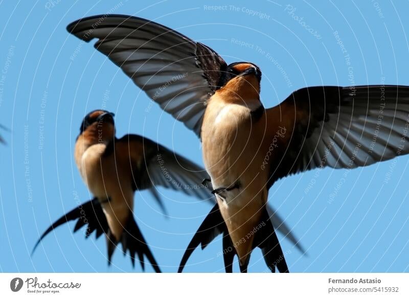 Swallow. Set of swallows. Portrait of a flying swallow in front of a blue background. Bird on a branch of a tree. Bird photographs. Nature concept. bird animal