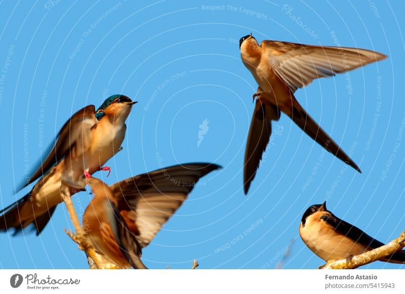 Swallow. Set of swallows. Portrait of a flying swallow in front of a blue background. Bird on a branch of a tree. Bird photographs. Nature concept. bird animal